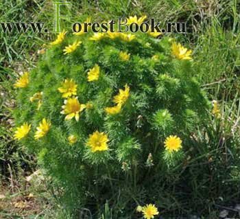 Адонис весенний