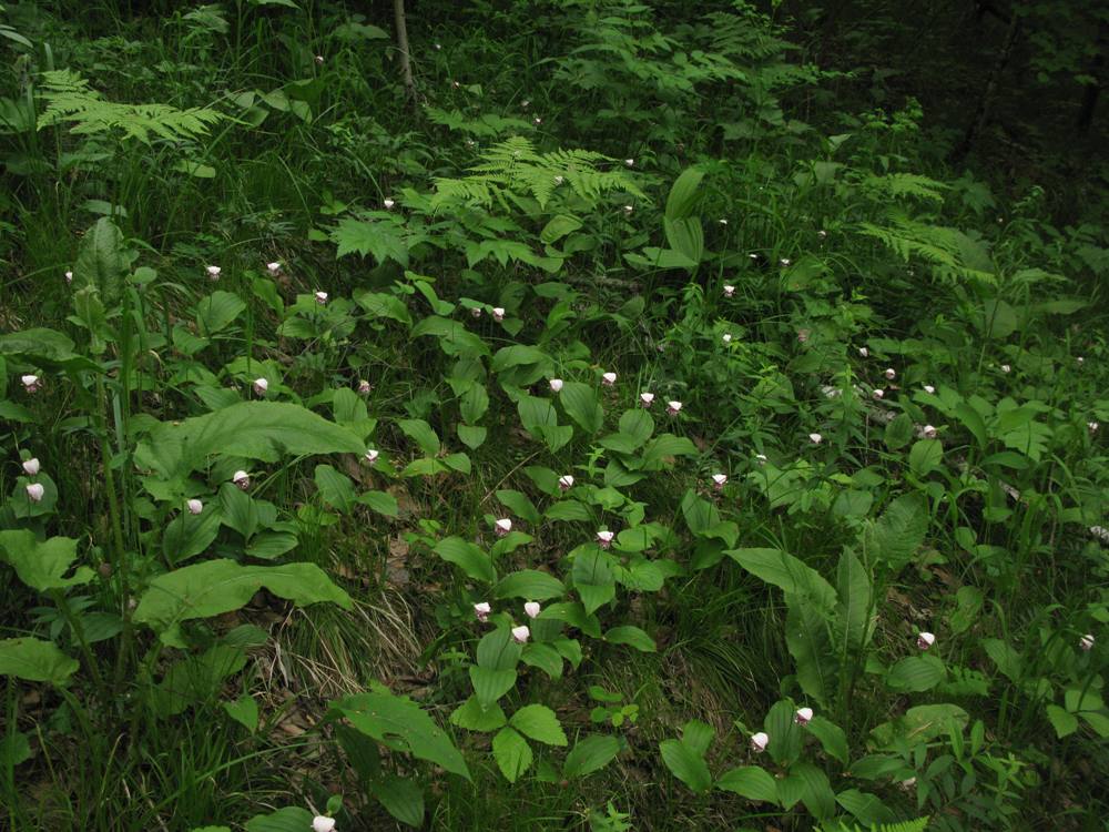 Венерин башмачок крапчатый