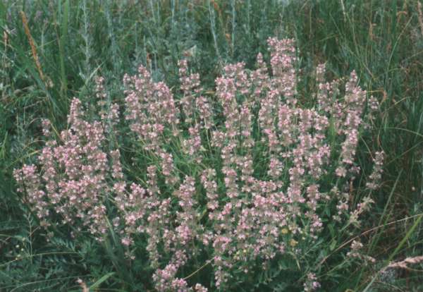 Тимьян Маршалла