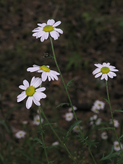 Дендратема Завадского