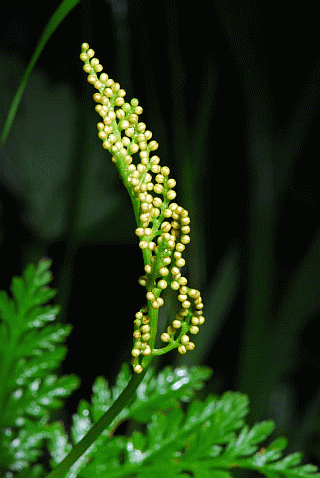 Гроздовник. виргинский.