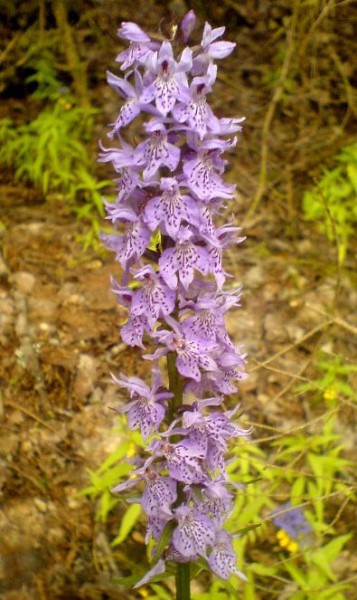 Ятрышник Фукса