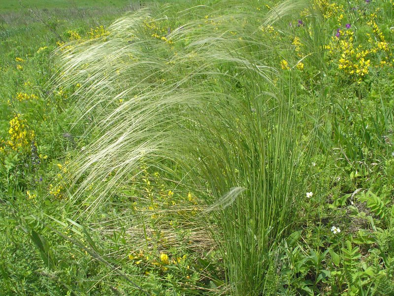 Ковыль перистый