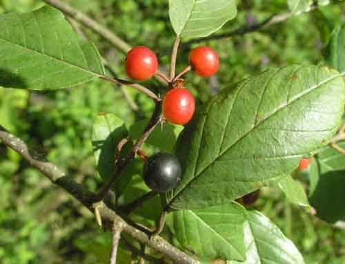 Крушина ломкая