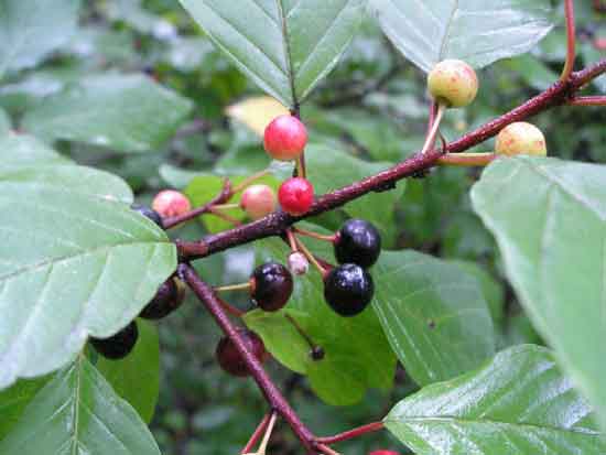 Крушина ломкая