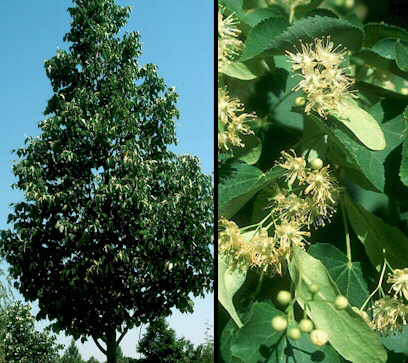 Липа сердцелистная