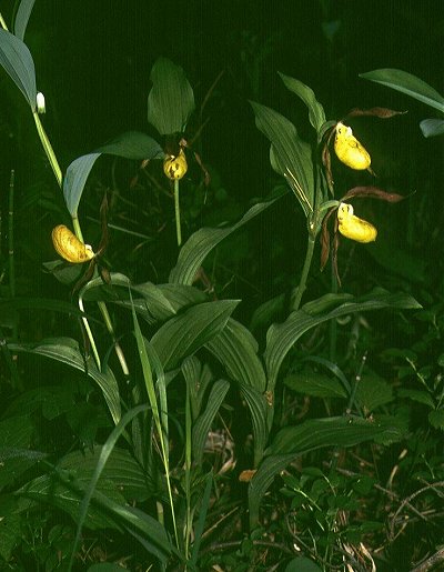 Венерин башмачок настоящий