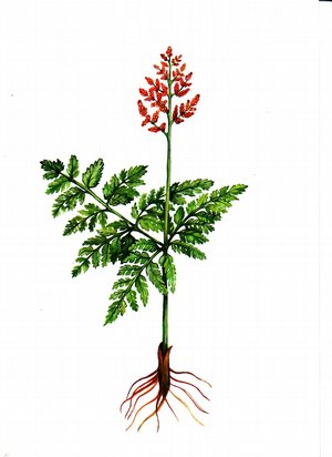 Гроздовник. виргинский.