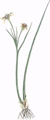 гусинник зернистый