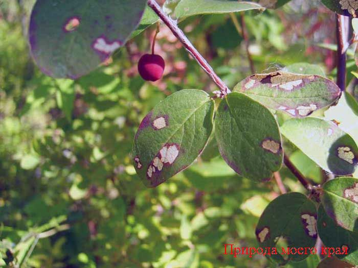 Кизильник черноплодный