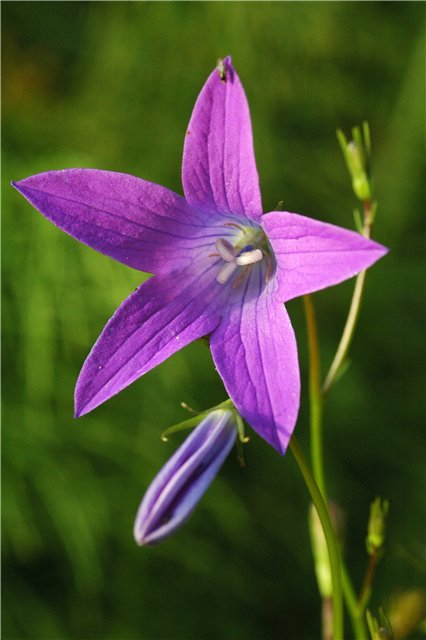 Колокольчик раскидистый