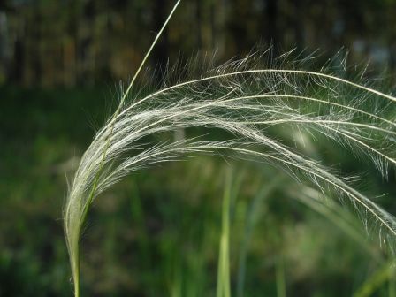 Ковыль перистый