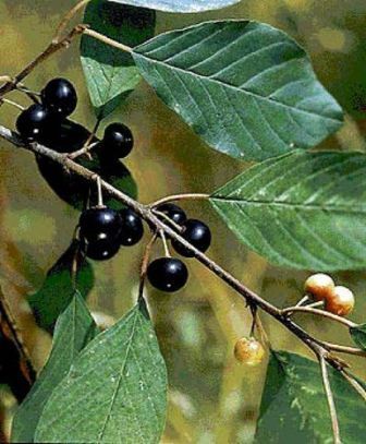 Крушина ломкая