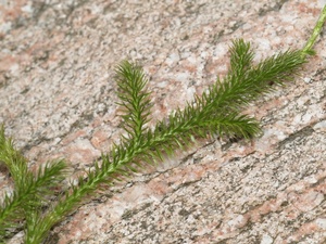 Плаун булавовидный