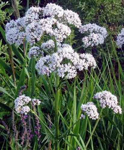 Валериана лекарственная